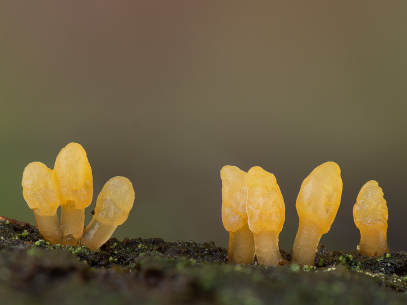 Calocera glossoides